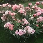 Casetta Delle Rose Bed & Breakfast