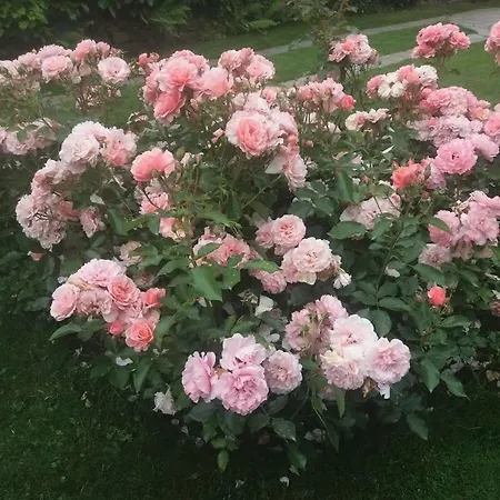Casetta Delle Rose ベッド・アンド・ブレックファスト